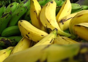 colombian plantain