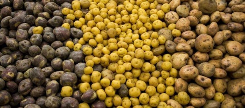 Colombian potatoes1