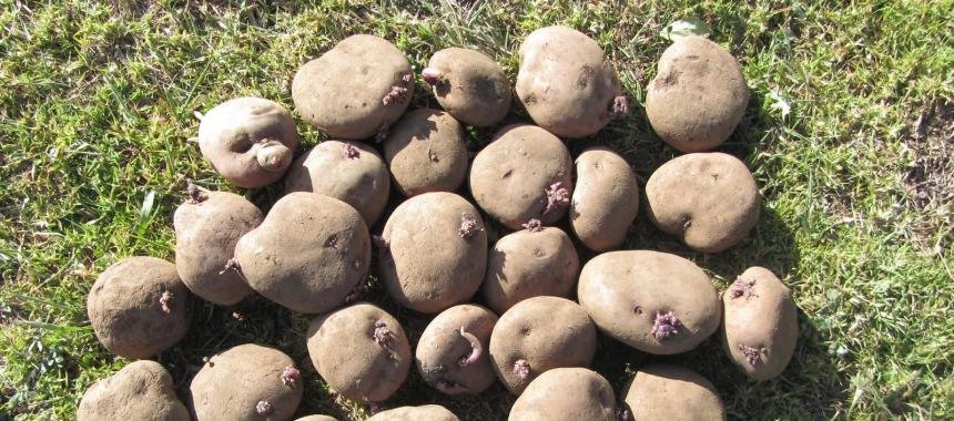 R12 Potatoes