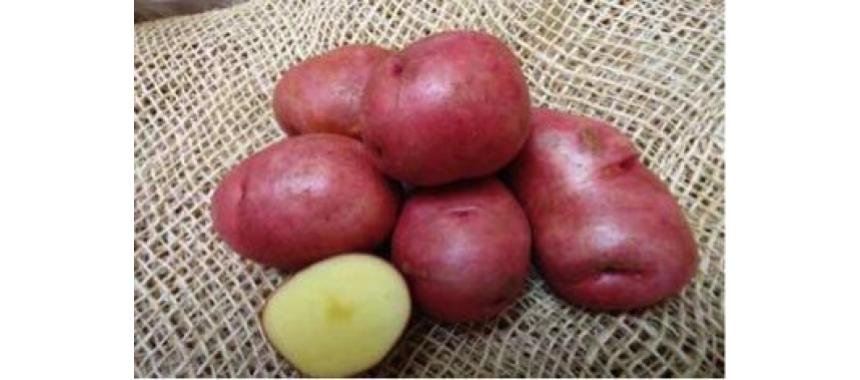 Rubi Potatoes