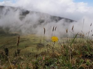 Read more about the article Chingaza: the kingdom of the Andean bear is close to Bogotá