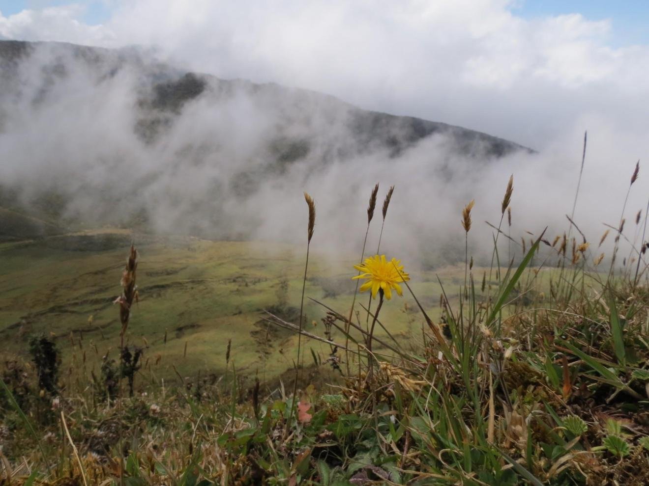 You are currently viewing Chingaza: the kingdom of the Andean bear is close to Bogotá