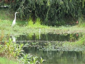 Read more about the article Let Bogotá’s Botanical Garden hug you with its green arms
