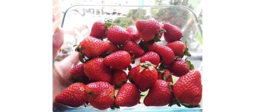 Fruits
