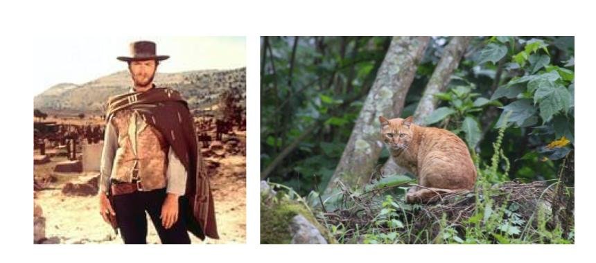 Wild cat at the park /cowboy